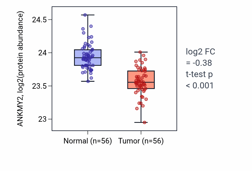 Tumor-vs-normal mass-spec protein box plot for ANKMY2 in HNSC.