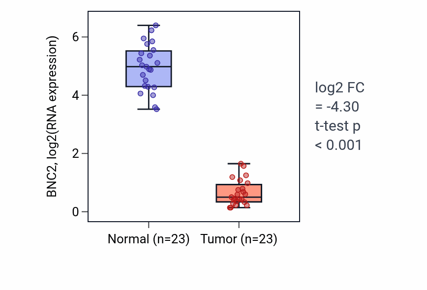 Tumor-vs-normal expression box plot for BNC2 in UCEC.