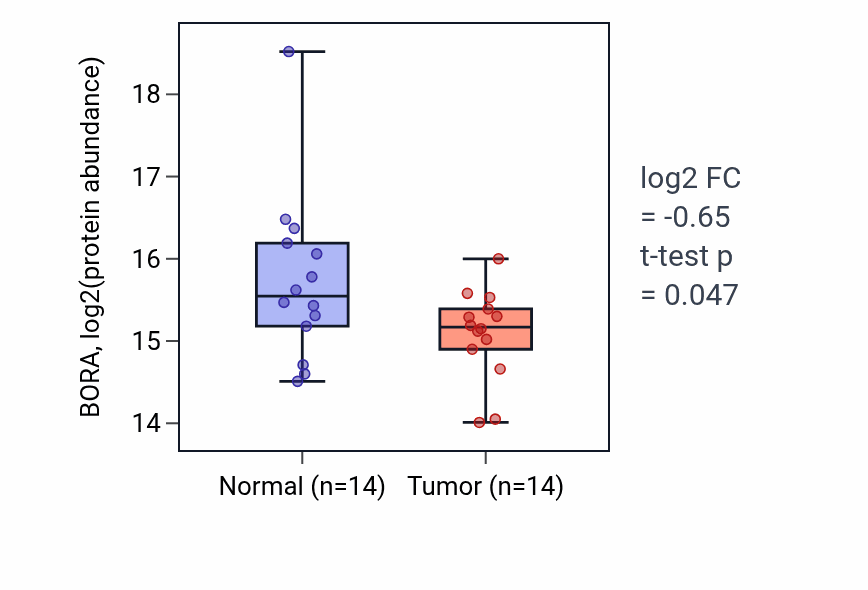 Tumor-vs-normal mass-spec protein box plot for BORA in LSCC.