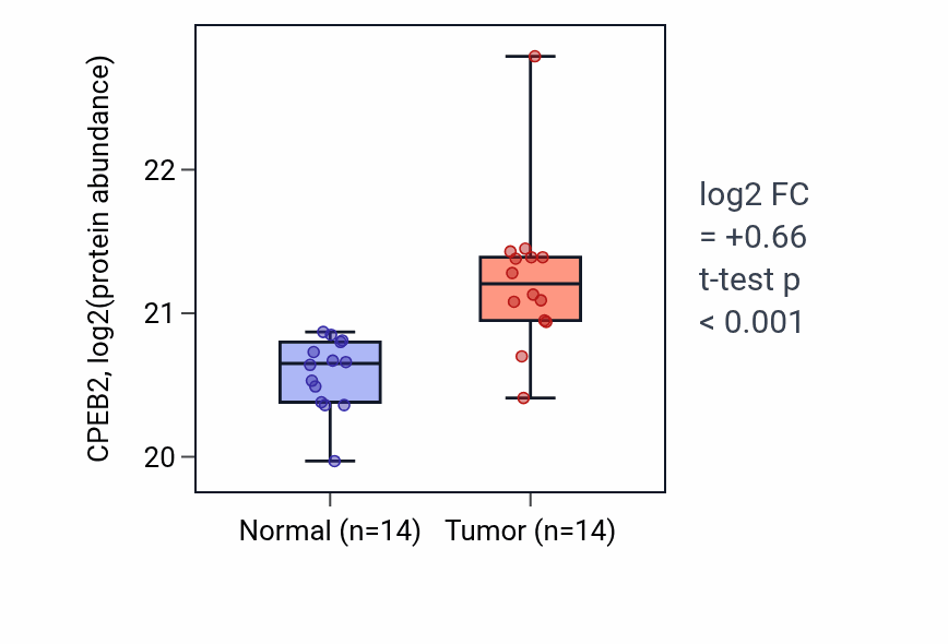 Tumor-vs-normal mass-spec protein box plot for CPEB2 in CCRCC.