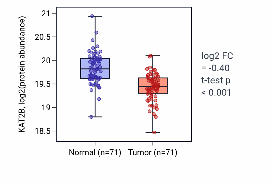 Tumor-vs-normal mass-spec protein box plot for KAT2B in LSCC.