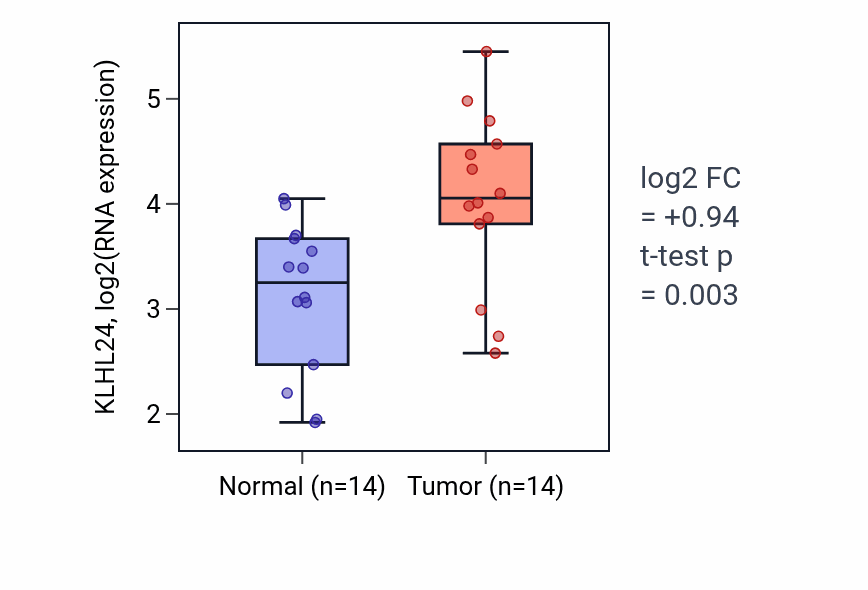 Tumor-vs-normal expression box plot for KLHL24 in HNSC.