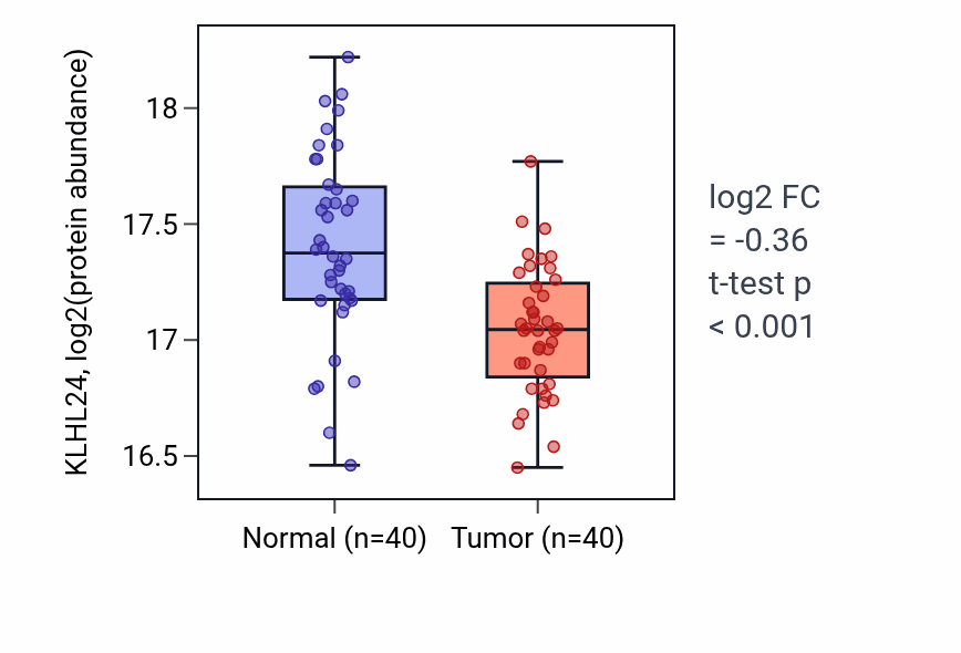 Tumor-vs-normal mass-spec protein box plot for KLHL24 in LUAD.