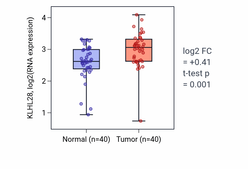 Tumor-vs-normal expression box plot for KLHL28 RNA in HNSC.
