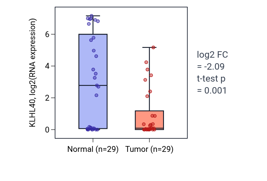 Tumor-vs-normal expression box plot for KLHL40 in HNSC.