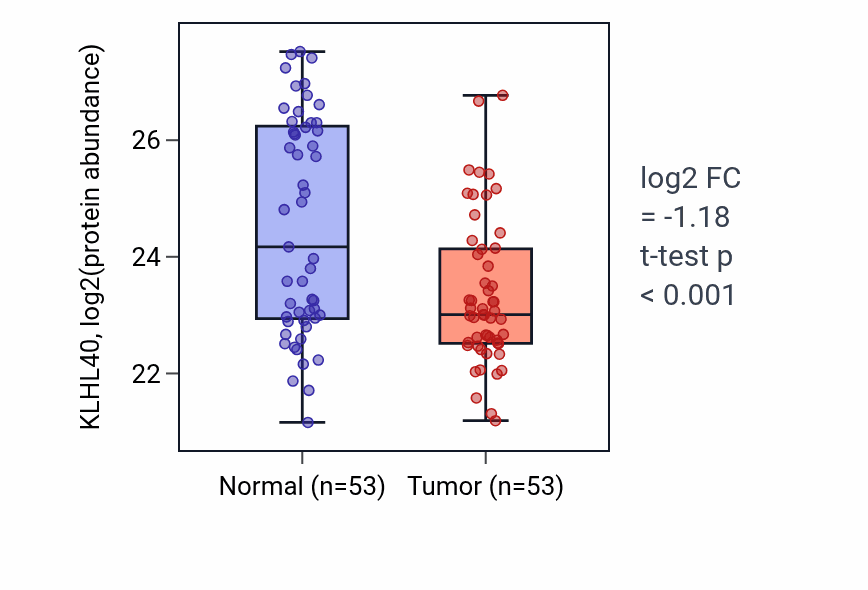 Tumor-vs-normal mass-spec protein box plot for KLHL40 in HNSC.