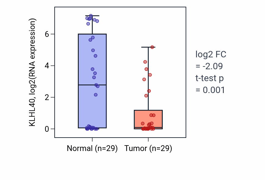 Tumor-vs-normal expression box plot for KLHL40 RNA in HNSC.