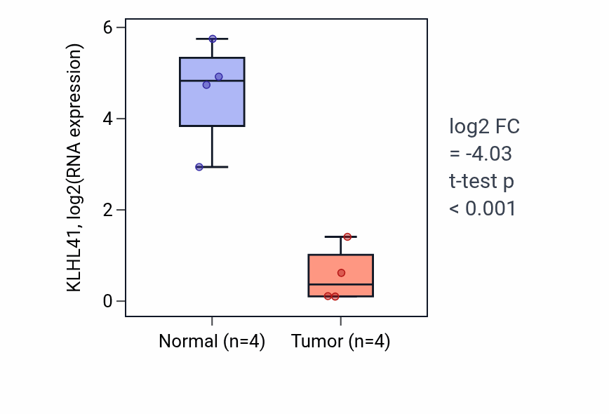 Tumor-vs-normal expression box plot for KLHL41 in BLCA.