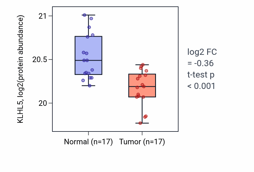 Tumor-vs-normal mass-spec protein box plot for KLHL5 in LSCC.