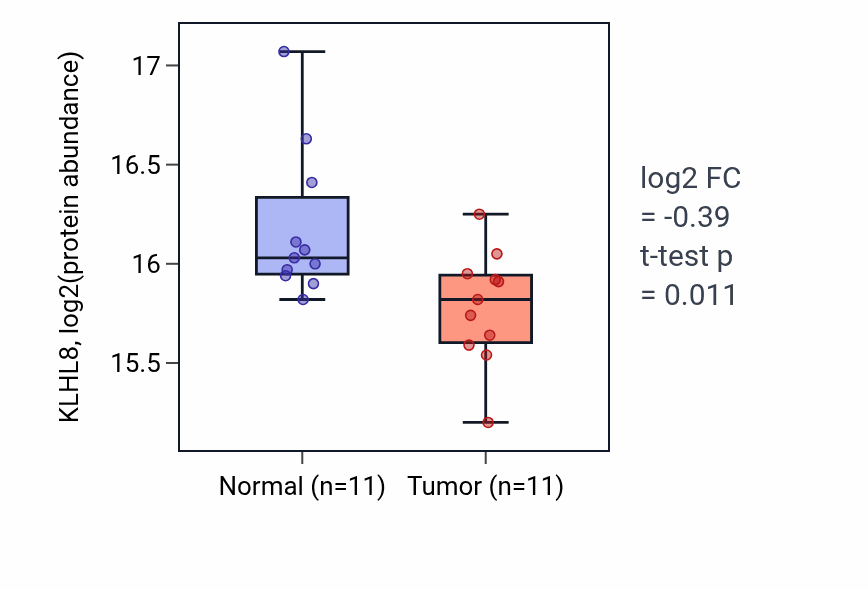 Tumor-vs-normal mass-spec protein box plot for KLHL8 in HNSC.
