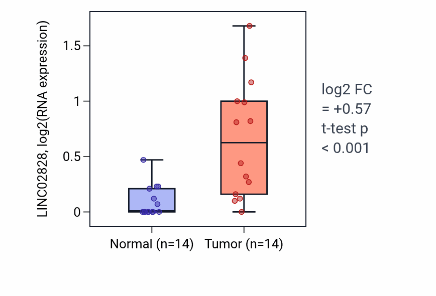 Tumor-vs-normal expression box plot for LINC02828 in KIRC.