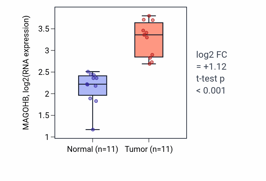 Tumor-vs-normal expression box plot for MAGOHB RNA in HNSC.