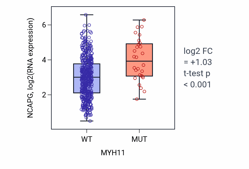 Box plot of NCAPG in MYH11-low vs MYH11-high samples in LUAD.