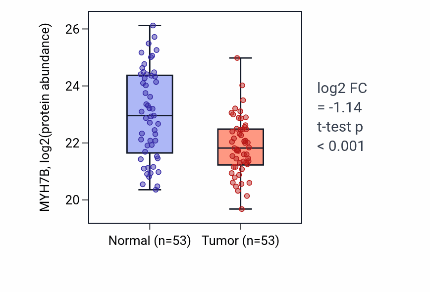 Tumor-vs-normal mass-spec protein box plot for MYH7B in HNSC.