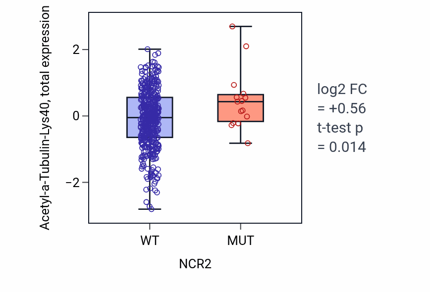 Box plot of Acetyl-a-Tubulin-Lys40 in NCR2-low vs NCR2-high samples in UCEC.