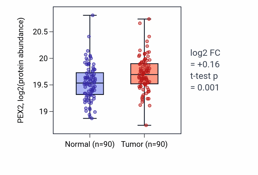 Tumor-vs-normal mass-spec protein box plot for PEX2 in LSCC.