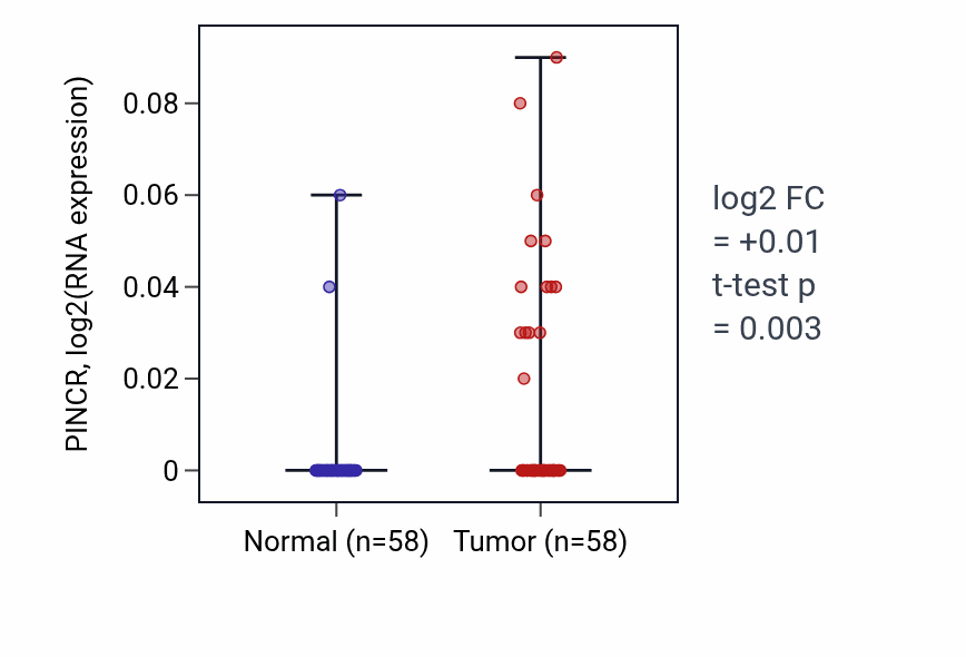 Tumor-vs-normal expression box plot for PINCR in THCA.