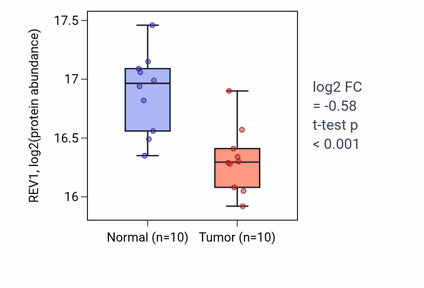 Tumor-vs-normal mass-spec protein box plot for REV1 in LSCC.