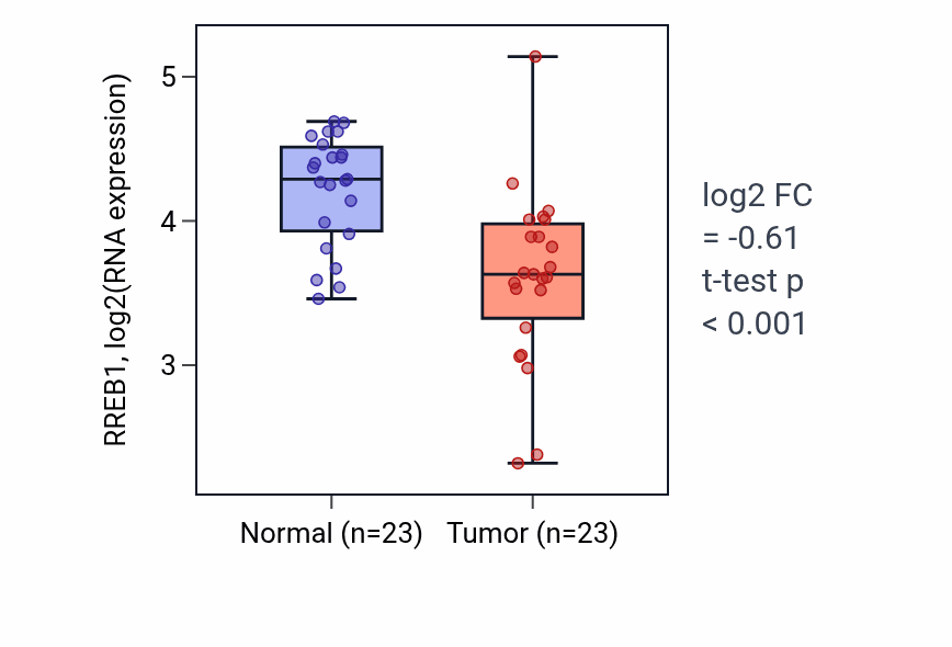 Tumor-vs-normal expression box plot for RREB1 RNA in THCA.