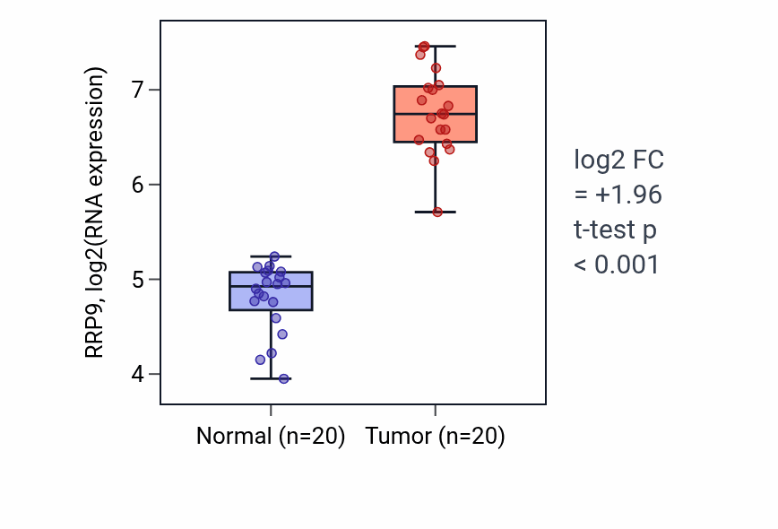 Tumor-vs-normal expression box plot for RRP9 RNA in COAD.