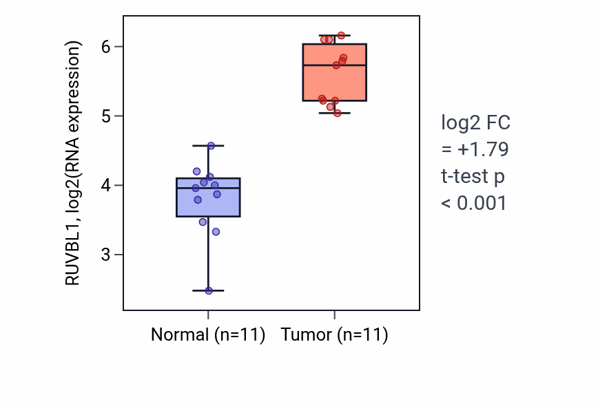 Tumor-vs-normal expression box plot for RUVBL1 RNA in HNSC.