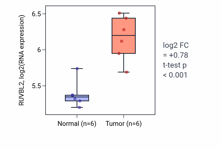 Tumor-vs-normal expression box plot for RUVBL2 RNA in KIRC.