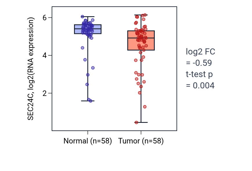 Tumor-vs-normal expression box plot for SEC24C in THCA.
