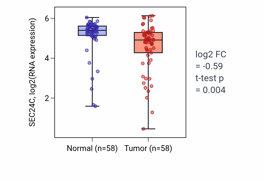Tumor-vs-normal expression box plot for SEC24C RNA in THCA.