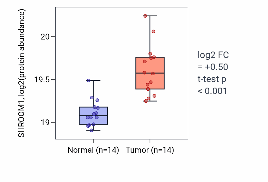 Tumor-vs-normal mass-spec protein box plot for SHROOM1 in CCRCC.