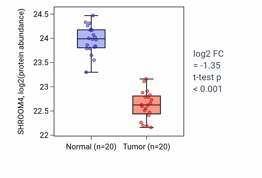 Tumor-vs-normal mass-spec protein box plot for SHROOM4 in LSCC.