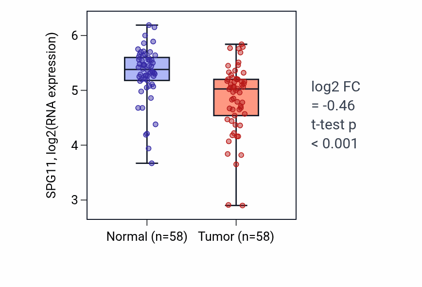 Tumor-vs-normal expression box plot for SPG11 RNA in THCA.