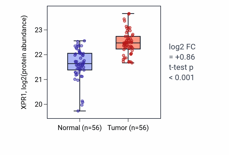 Tumor-vs-normal mass-spec protein box plot for XPR1 in HNSC.