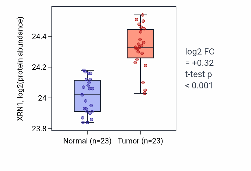 Tumor-vs-normal mass-spec protein box plot for XRN1 in HNSC.