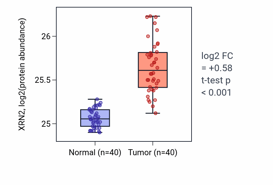 Tumor-vs-normal mass-spec protein box plot for XRN2 in COAD.